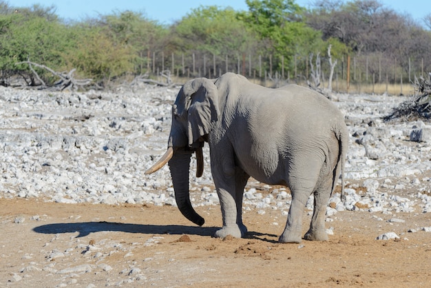 Éléphant d'Afrique sauvage marchant dans la savane