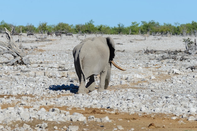 Éléphant d'Afrique sauvage marchant dans la savane