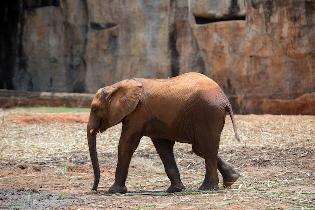 Éléphant d&#39;Afrique