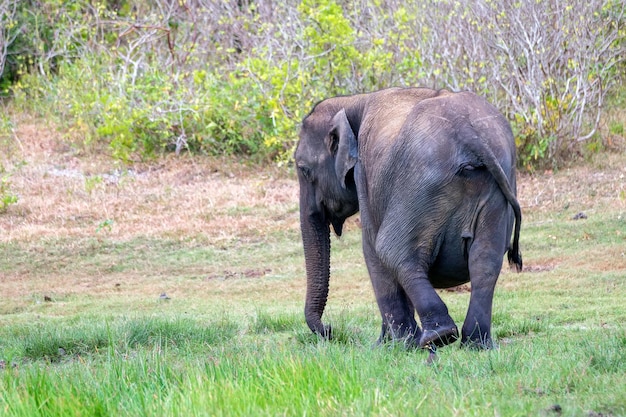 Éléphant asiatique enceinte ou elephas maximus dans la jungle sauvage