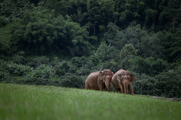 Éléphant d’Asie dans une nature du parc naturel des éléphants, Chiang Mai. Thaïlande.