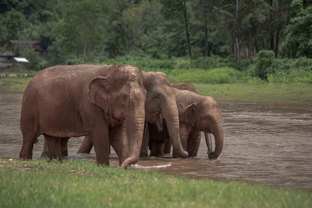 Éléphant d’Asie dans une nature du parc naturel des éléphants, Chiang Mai. Thaïlande.