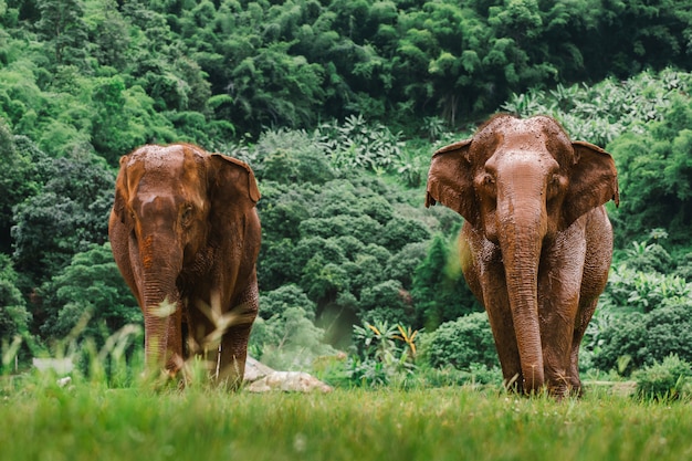 Éléphant d'Asie dans une nature à la forêt profonde en Thaïlande