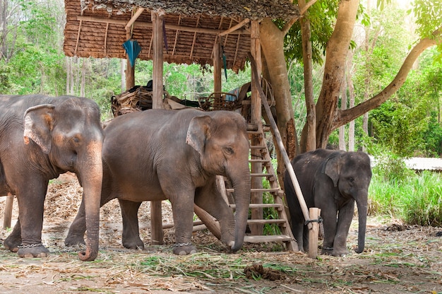 Éléphant d'Asie dans un parc naturel protégé près de Chiang Mai, dans le nord de la Thaïlande