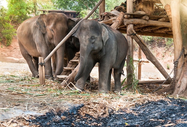 Éléphant d'Asie dans un parc naturel protégé près de Chiang Mai, dans le nord de la Thaïlande