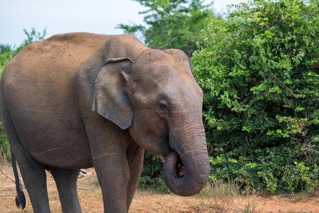 Éléphant d'Asie ou elephas maximus dans la jungle sauvage