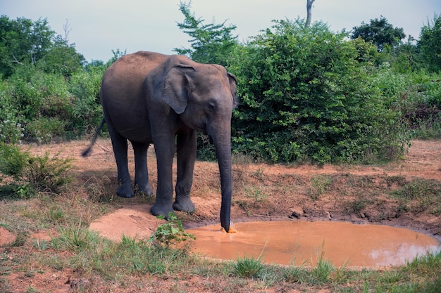 Éléphant d'Asie ou elephas maximus dans la jungle sauvage