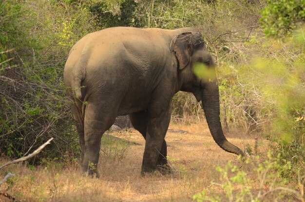 Éléphant au parc national de Yala au Sri Lanka