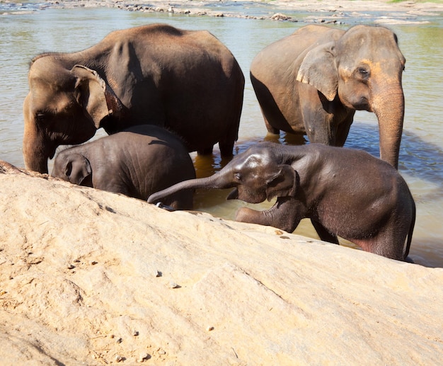 Éléphant au Sri Lanka