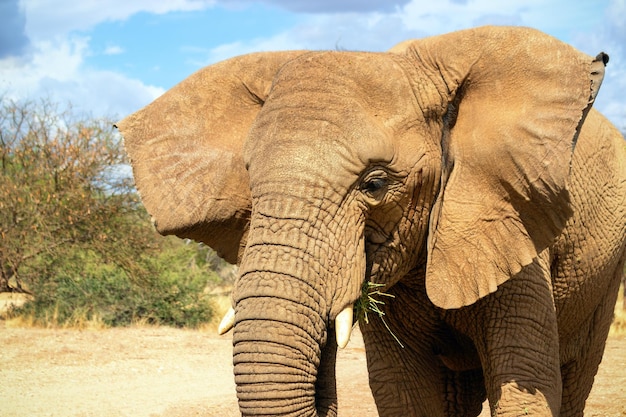 Éléphant de brousse africain dans la prairie du parc national d'Etosha