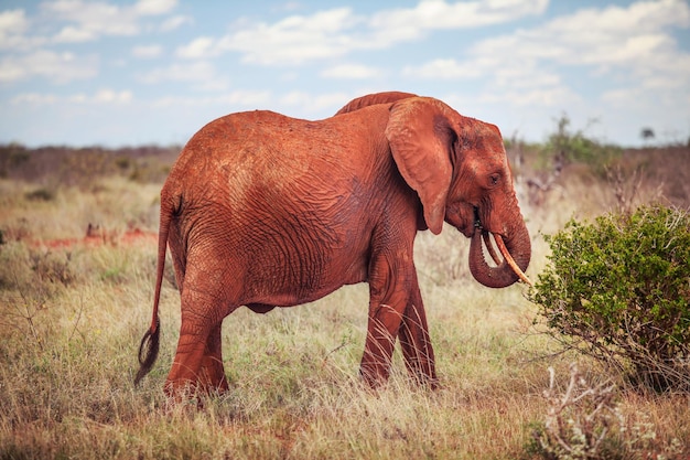 Éléphant de brousse d'Afrique, (Loxodonta africana) rouge de la poussière se nourrissant d'un buisson. Parc national de Tsavo Est, Kenya.