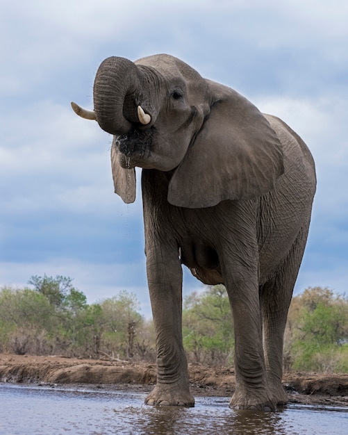 Éléphant buvant de l'eau d'un lac