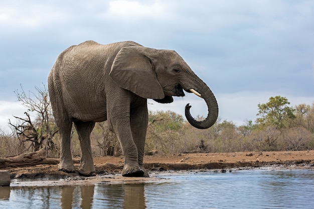 Éléphant buvant de l'eau d'un lac