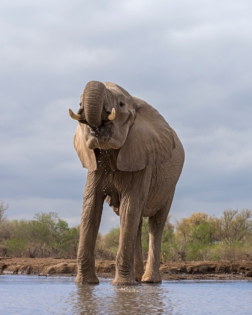 Éléphant buvant de l'eau d'un lac
