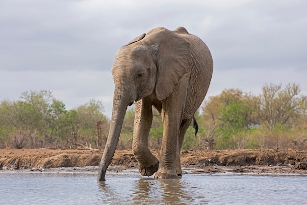 Éléphant buvant de l'eau d'un lac