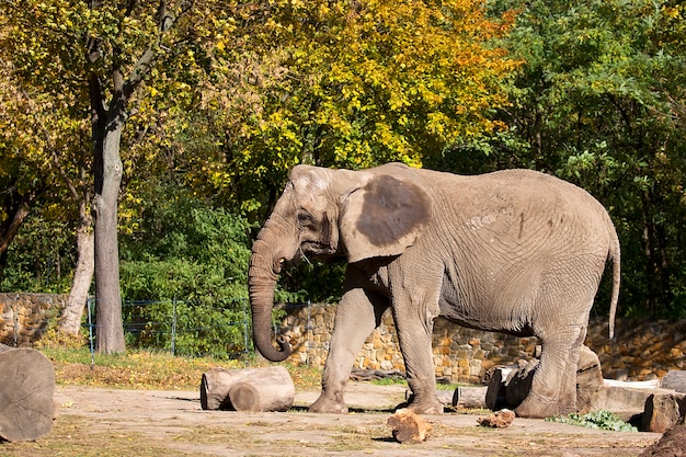 Éléphant dans une clairière