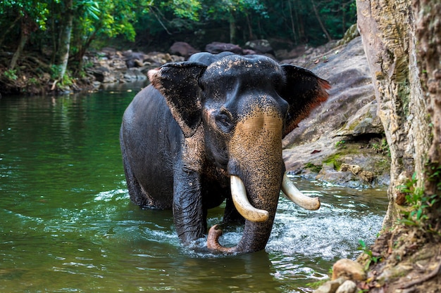 Éléphant dans l'eau