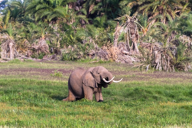 Éléphant dans le marais vert au Kenya