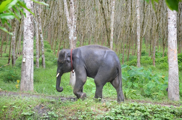 Éléphant dans la nature sauvage