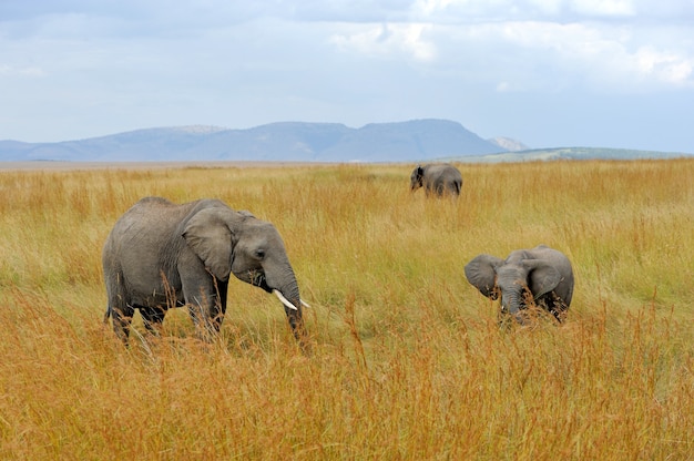 Éléphant dans le parc national du Kenya