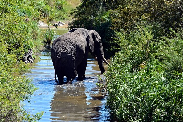 Éléphant dans la savane africaine Masai Mara