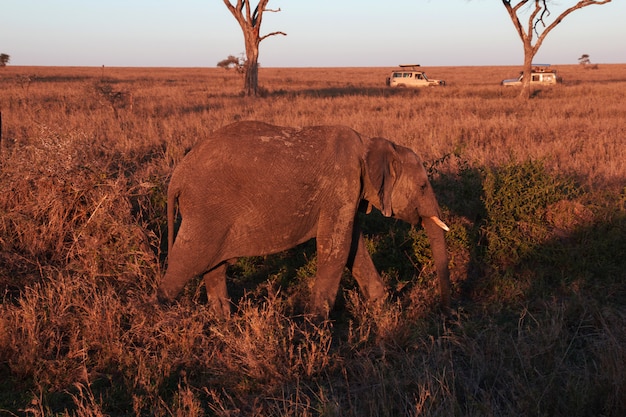Éléphant dans la savane au Kenya et en Tanzanie, Afrique