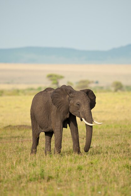 Éléphant dans la savane