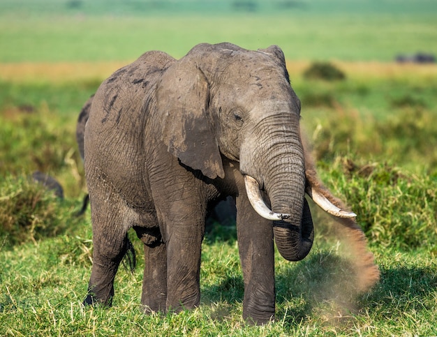 Éléphant dans la savane.