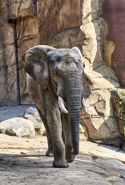 Éléphant dans un zoo