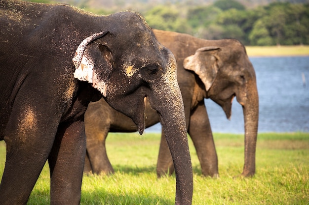 Éléphant du Sri Lanka dans le parc national de Minneriya