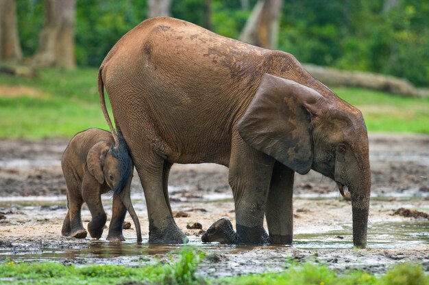 Éléphant femelle avec un bébé. République centrafricaine. République du Congo. Réserve spéciale de Dzanga-Sangha.