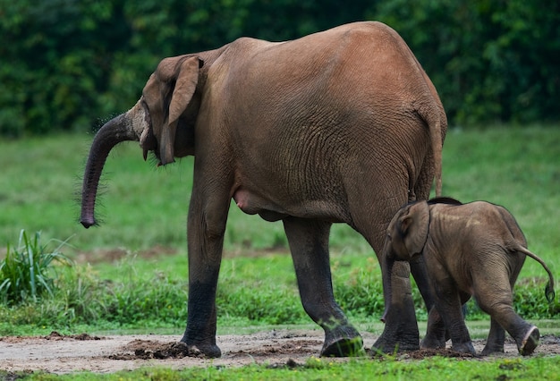 Éléphant femelle avec un bébé. République centrafricaine. République du Congo. Réserve spéciale de Dzanga-Sangha.