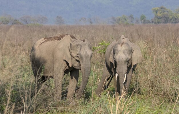 Éléphant indien (Elephas maximus indicus) dans la jungle du parc national Jim corbett.