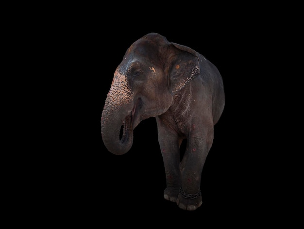 Éléphant indien sur fond noir