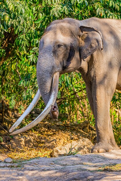 Éléphant mâle avec de belles défenses