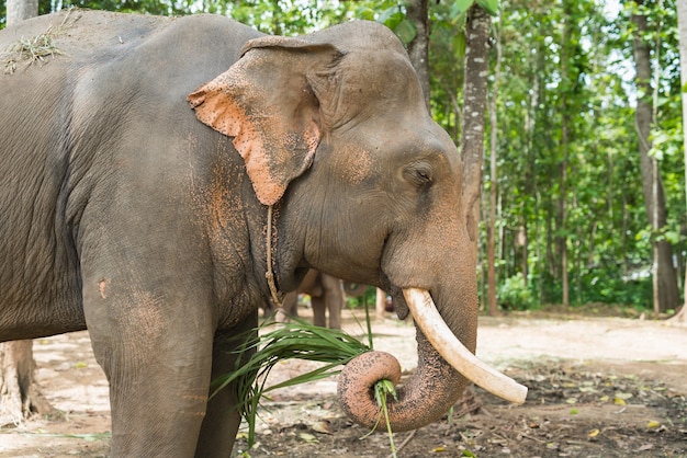 Éléphant mange de l&#39;herbe au zoo