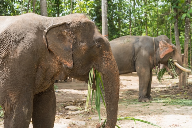 Éléphant mange de l&#39;herbe au zoo