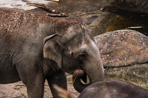 Éléphant en mangeant