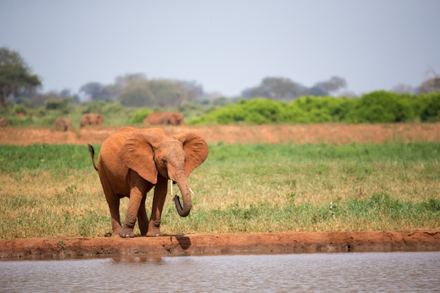 Éléphant marchant le long d'une rivière