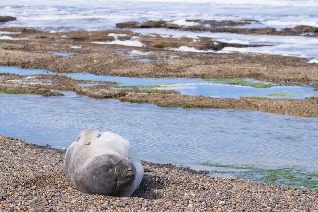 Éléphant de mer sur la plage se bouchent, Patagonie, Argentine. Plage d'Isla Escondida. La faune argentine