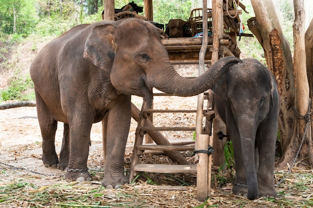 Éléphant de mère thaïlandaise et son petit Thaïlande, éléphant d'Asie