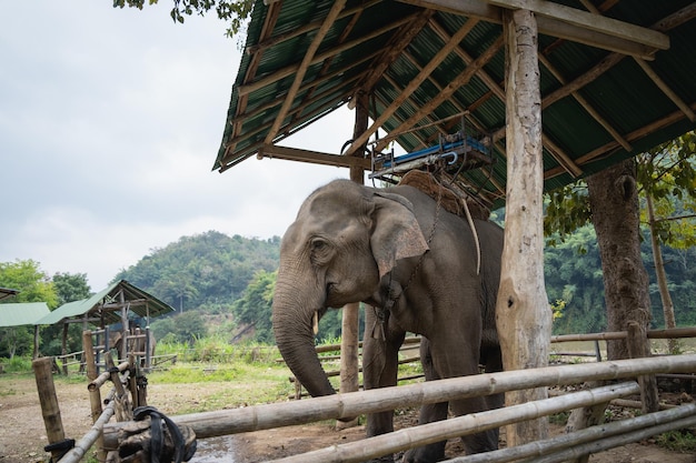 Éléphant Le plus grand animal terrestre de la tête aux fesses Éléphant mignon et adorable dans la spectaculaire vallée de l'éléphant au zoo