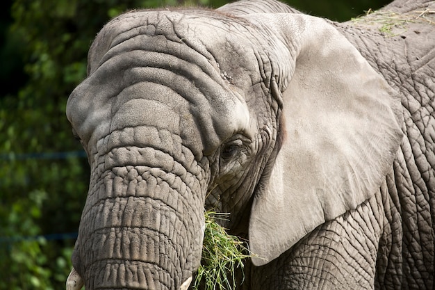 Éléphant un portrait