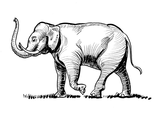 Éléphant qui marche. Dessin noir et blanc à l'encre