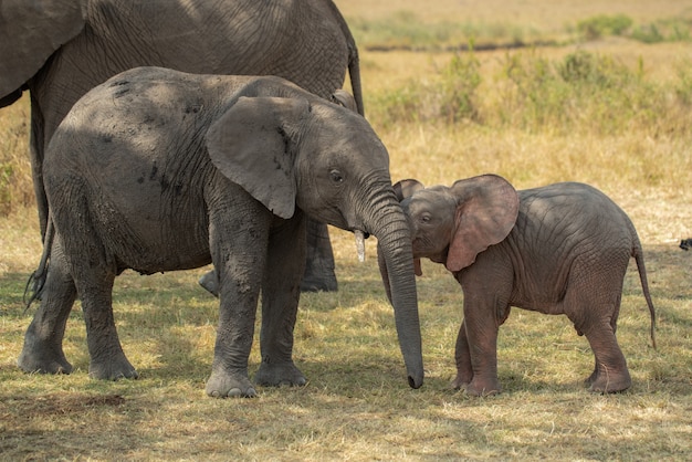 Éléphant rose mignon bébé