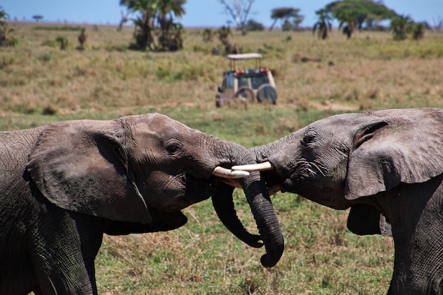 Éléphant en safari au Kenya et en Tanzanie, Afrique