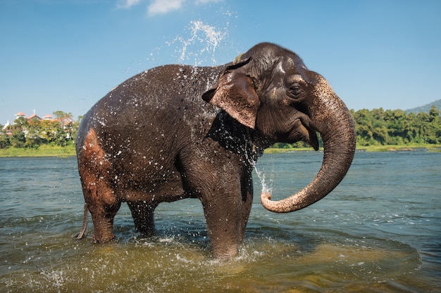 Éléphant se lavant dans la rivière