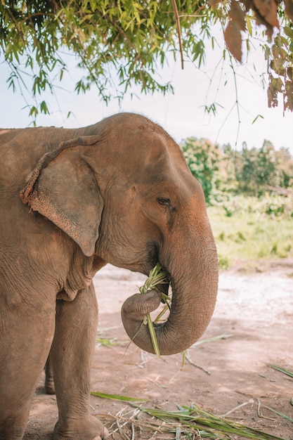 Éléphant en train de manger dans la jungle