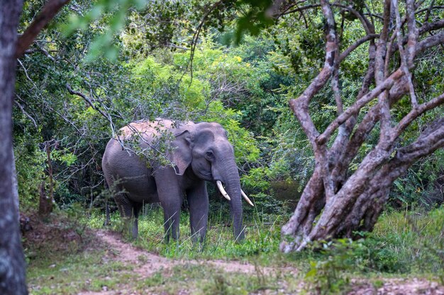 Éléphant tusker asiatique ou elephas maximus dans la jungle sauvage