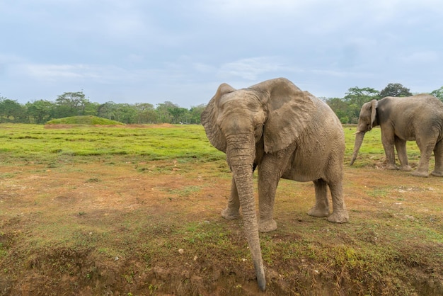 Éléphants d'Afrique dans le magnifique paysage sauvage